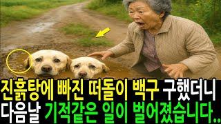 진흙탕에 빠진 떠돌이 백구를 구했더니 다음날 기적같은 일이 벌어졌습니다..
