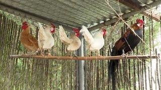 Gallinas de pasarela | El Correvuela