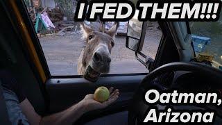 Feeding Donkeys in Oatman, Arizona (Route 66)