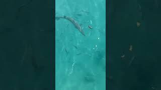 Large barracuda checks out some tossed food scraps #Antigua #antiguaandbarbuda #barracuda #Shorts