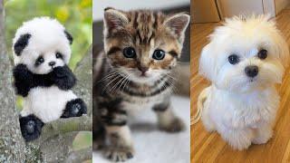 CUTE BABY ANIMALS | World's Cutest Video Series #1