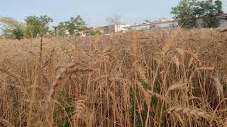 Panjab Islamabad my gandoom pak ky tyyar ho choki ha