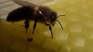 The Nordic Bee vs. the Varroa Destructor