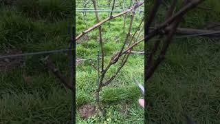 Pruning Pinot Noir Vines at Nine Oaks Vineyard