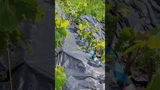 КАК ДОЛГО МОЖНО САЖАТЬ ВИНОГРАД ВЕСНОЙ#shorts #tiktok #сад #садоводничество #новости #юмор#бизнес
