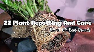 ZZ Plant Repotting And Care | CHECK OUT THESE CRAZY ROOTS!