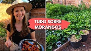  Como Produzir muitos MORANGOS na sua Horta  Dicas de mudas, poda, adubação e controle das pragas!