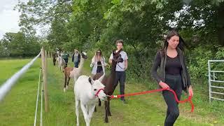 Alpaca Trekking: New to Graves Park Animal Farm in Sheffield