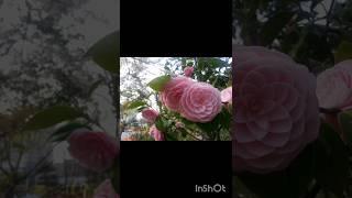 Perfect things that relieve anxiety #satisfying