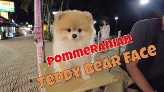 Teddy Bear Face Pomeranian Dog