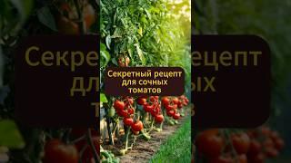 Секретный рецепт для сочных томатов #сад #огород #томаты #натуральное #овощи #садовод #урожай #дача