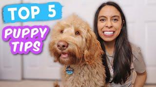 New Puppy Tips EVERYONE Should Teach  Easy & life-saving cues