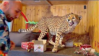 Birthday surprise turned out to be a shock  Cheetah Gerda attacked Sasha and showed her character