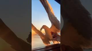 يمه الحب بمه ️ #حمد_و_حمود