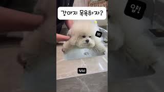 강아지 목욕하자?