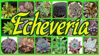 225 TIPOS DE ECHEVERIA