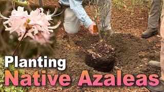 Planting Native Azaleas: Tips for Success