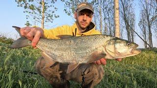 TOPWATER Attack - Aspius fishing