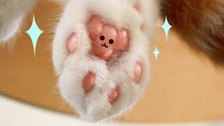 고양이 발바닥에 물광을 내기 (나레이션 여집사)