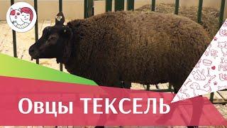 Овцы породы ТЕКСЕЛЬ. Особенности, уход