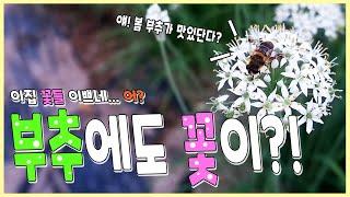 ＜EP.212＞부추의 모든것!!~~