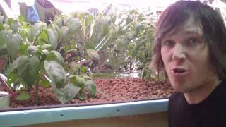 How To Hydroponics - S02E01 Identifying Problems In Leaves