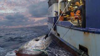 Amazing Giant bluefin tuna, LONG LINE FISHING VIDEOS - How to Cut a Tuna for Sashimi