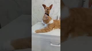#милота #рыжий #котик #гриша