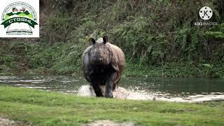 The angry Rhinoceros at Chitwan National Park.