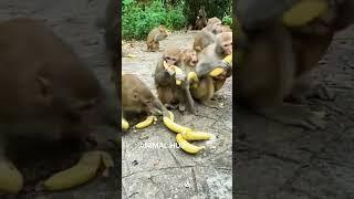 #wildlife #nature