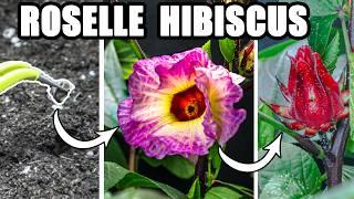 Growing Roselle Hibiscus Plant Time Lapse - Seed to Flower to Fruit