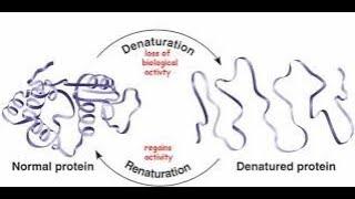 Proteins  Macromolecules