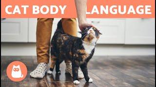 Why Does My CAT RUB Against My LEGS?  Answer May Surprise You!