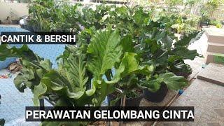 PERAWATAN TANAMAN ANTHURIUM GELOMBANG CINTA SUPAYA TETAP CANTIK & BERSIH