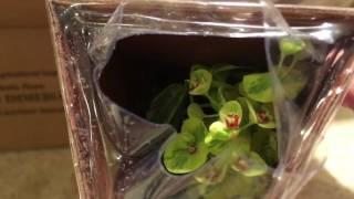 Springhill Nursery Plant Unboxing