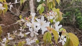 깊은 산속 산새소리 아름다운 토종 보물터