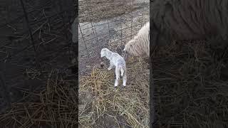  How To Dock A Sheep Tail #shorts