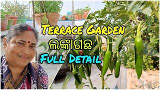 ଲଙ୍କାଗଛ || chilli plant care ||Terrace Garden|| Full Detail || କୁଣ୍ଡରେ କେମିତି କରିବେ ||ବୋଉଙ୍କ ବଗିଚା