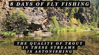 8 days of Fly Fishing - The quality of the trout in these 3 streams is WOW!  (44 min extended video)