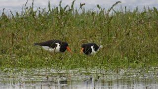 Ostrygojady część 2 / Oystercatchers part 2