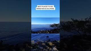 BEST Places To See Manatees and Dolphins | Space Coast, Florida