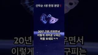 20년동안 구피 키우면서 이렇게 귀여운 구피는 처음 보네요ㅋㅋㅋㅋㅋ 너무 귀엽다️ #구피 #구피분양 #구피치어 #aquarium #물고기 #구피키우기 #어항 #굽썰