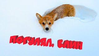 Мне разрешили ГУЛЯТЬ!! Снимаю ЭПИЧНОЕ СЛОУМО! (Корги Коржик) Говорящая собака