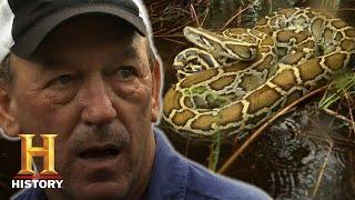 Swamp People: Serpent Invasion: Troy Hunts MASSIVE Snakes Deep in Everglades (Season 2) | History