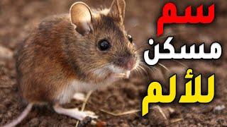 فأر يحول سم العقرب الي مسكن للآلم | نوليدجستان