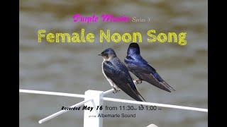 Purple Martin Female Noon Song - Attraction soundtrack.   DOLBY  High Fidelity for Realism!