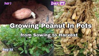 Growing Peanut In Pots from Sowing to Harvest /How to grow peanut from seeds in container /NY SOKHOM