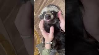一丘之貉中的貉竟然像小浣熊一样可爱#动物科普 #貉 #自然奇境科普季 #科普