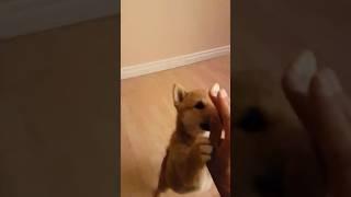 Baby Kylo’s First Hi Five #shibainus