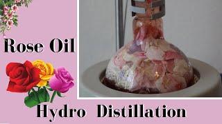 Making Rose Oil at Home with Hydro-Distillation #roseoil #essentialoil #terpenes